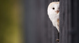 White Owl229143256 272x150 - White Owl - white, Pigeon